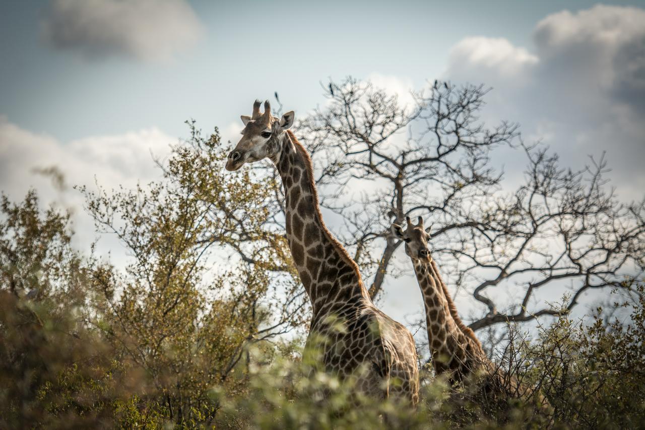 Garonga Safari Villa Makalali Game Reserve Luaran gambar