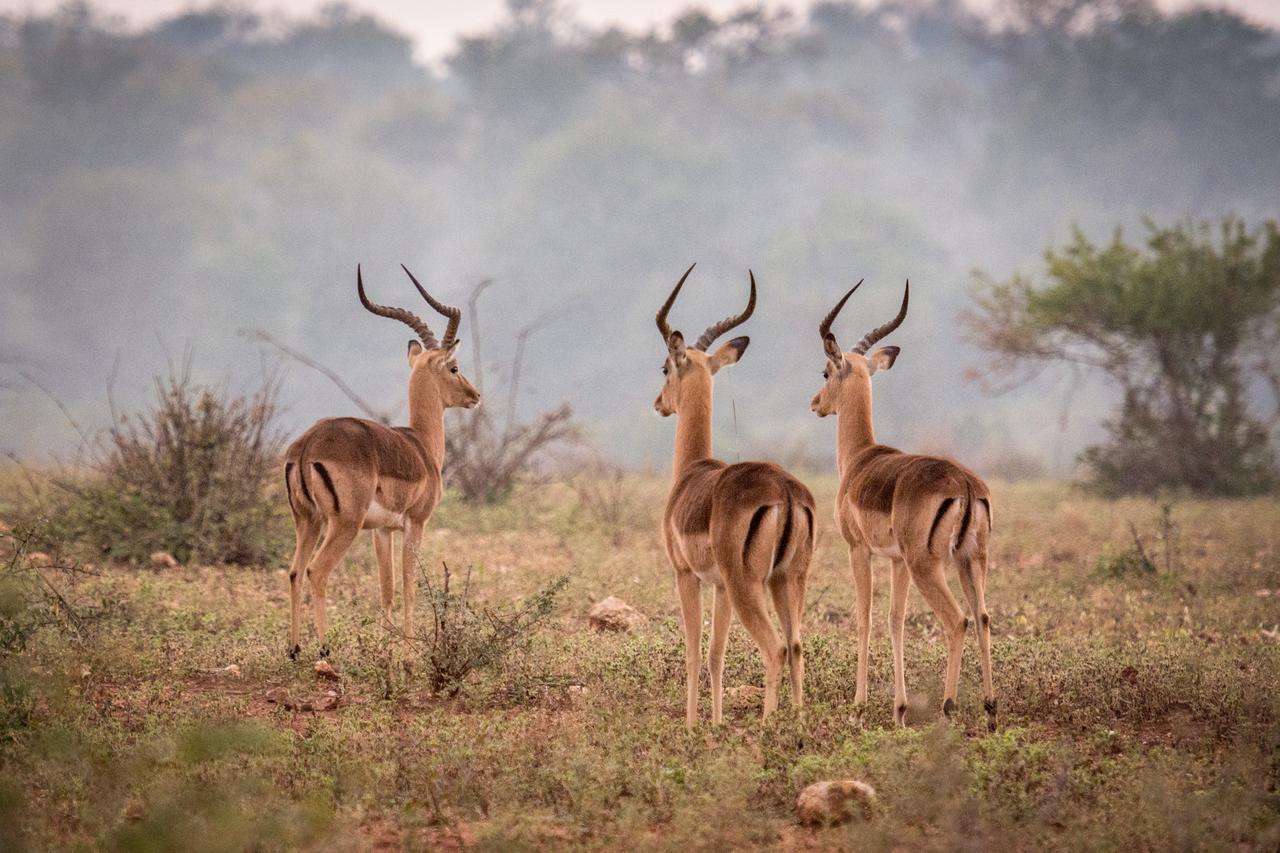 Garonga Safari Villa Makalali Game Reserve Luaran gambar