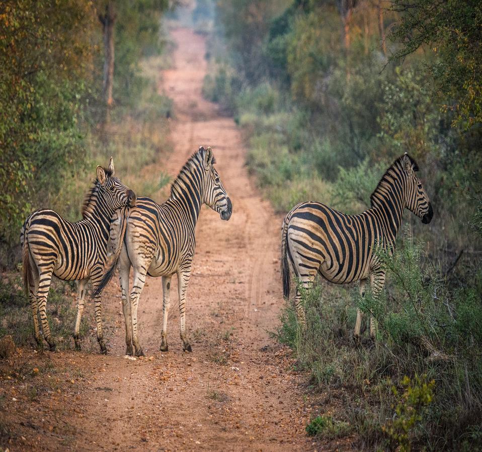 Garonga Safari Villa Makalali Game Reserve Luaran gambar