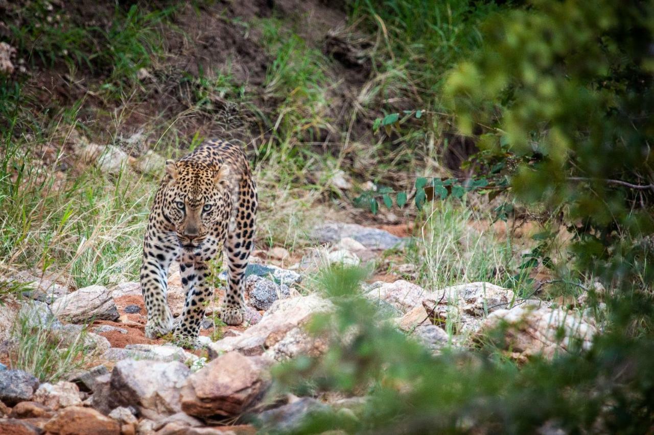 Garonga Safari Villa Makalali Game Reserve Luaran gambar