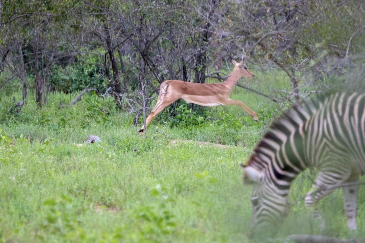 Garonga Safari Villa Makalali Game Reserve Luaran gambar