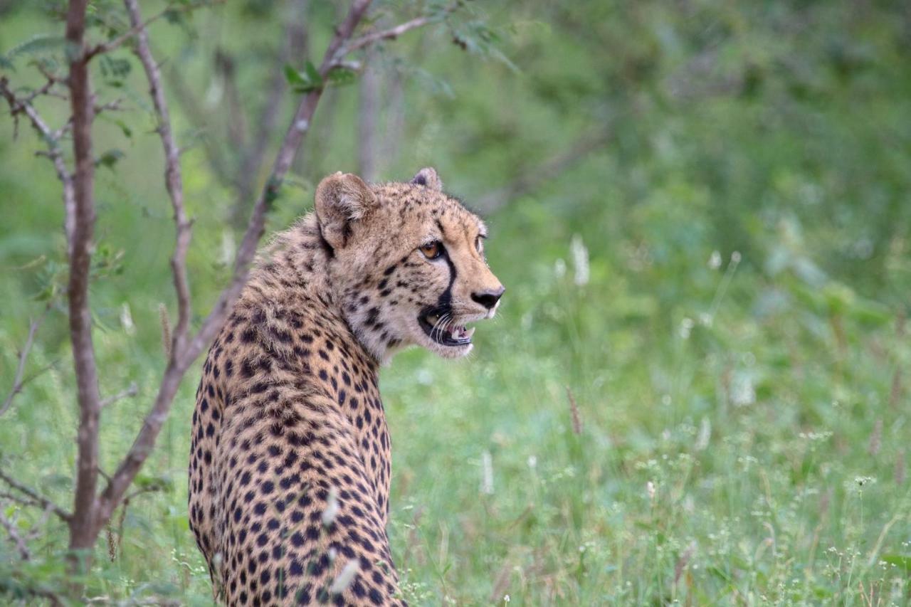 Garonga Safari Villa Makalali Game Reserve Luaran gambar