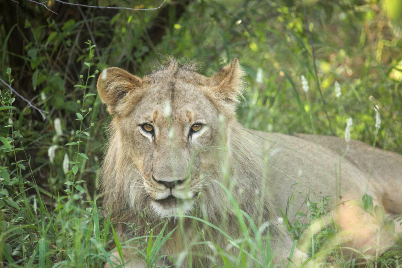 Garonga Safari Villa Makalali Game Reserve Luaran gambar