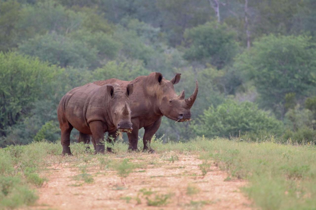Garonga Safari Villa Makalali Game Reserve Luaran gambar