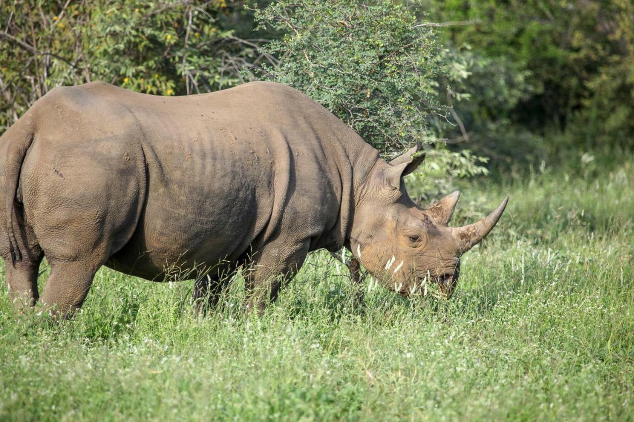 Garonga Safari Villa Makalali Game Reserve Luaran gambar