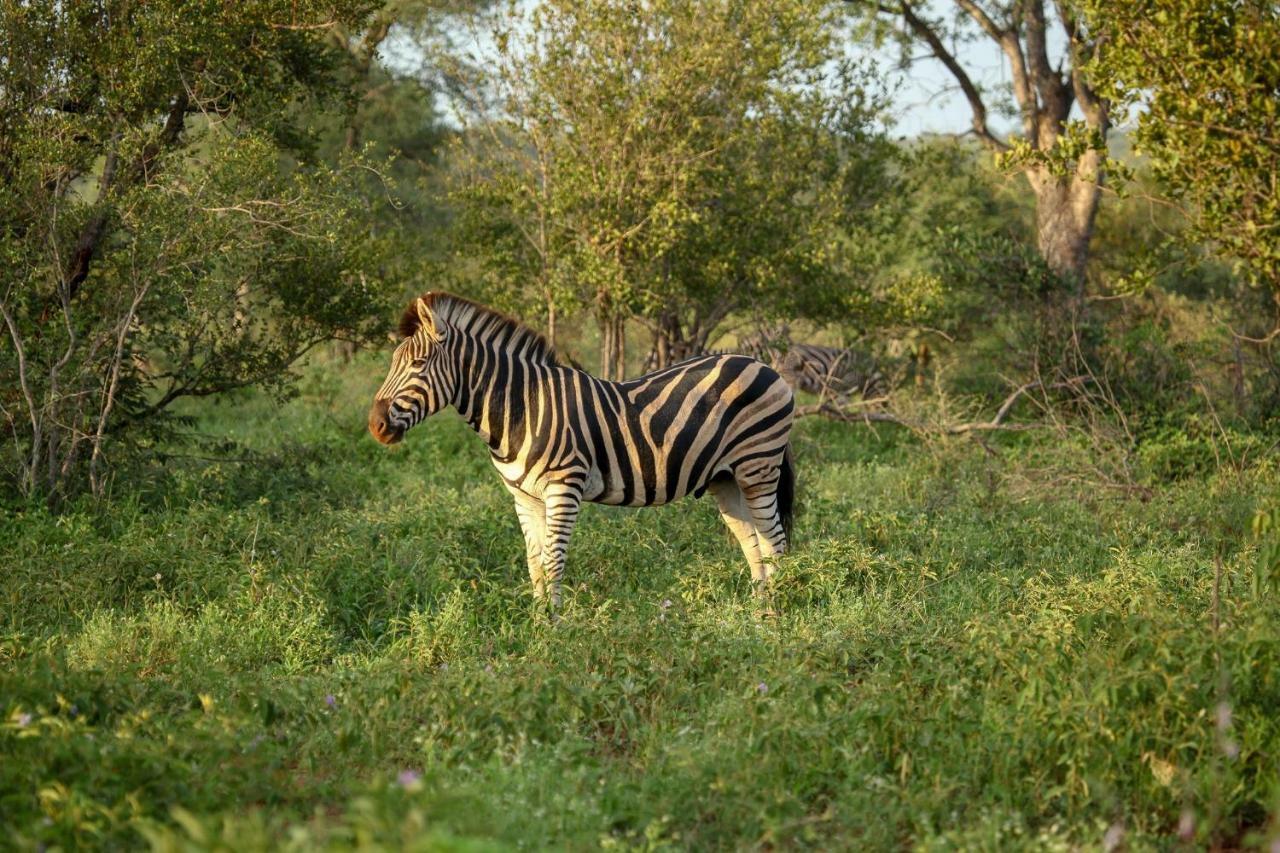 Garonga Safari Villa Makalali Game Reserve Luaran gambar